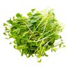MICROGREENS CILANTRO SHOOTS 1 PUNNET - Hypa Africa