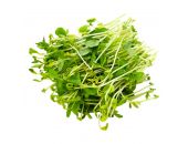 MICROGREENS KALE SHOOTS 1 PUNNET - Hypa Africa