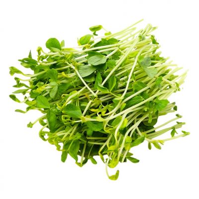 MICROGREENS CILANTRO SHOOTS 1 PUNNET - Hypa Africa